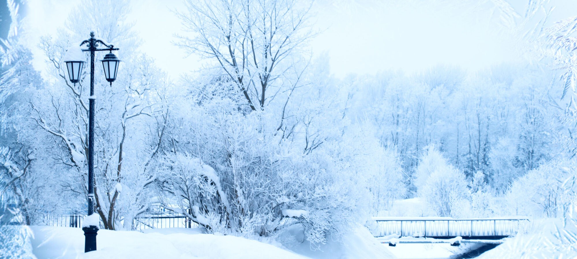 47810224 - winter background, landscape. winter trees in wonderland. winter scene. christmas, new year background